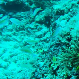 Lyretail anthias, photo 12