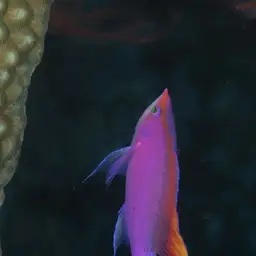 Yellowstriped Fairy Basslet, photo 1