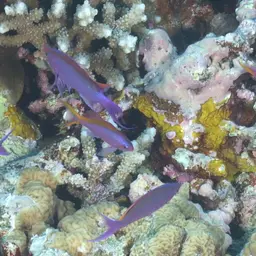 Yellowstriped Fairy Basslet, photo 2