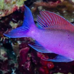 Yellowstriped Fairy Basslet, photo 4