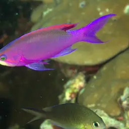 Yellowstriped Fairy Basslet, photo 6