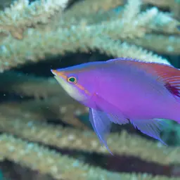 Yellowstriped Fairy Basslet, photo 7