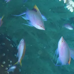 Yellowstriped Fairy Basslet, photo 10