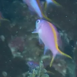 Yellowstriped Fairy Basslet, photo 12