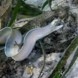 Brummer's Moray, photo 1