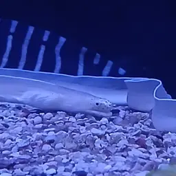 Brummer's Moray, photo 3