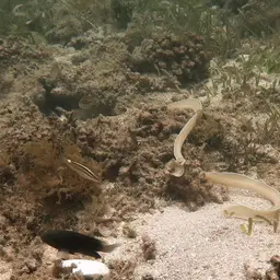 Brummer's Moray, photo 5