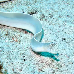 Brummer's Moray, photo 6