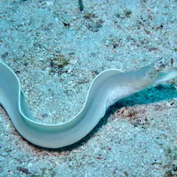 Brummer's Moray, photo 7