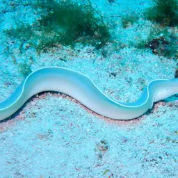 Brummer's Moray, photo 8