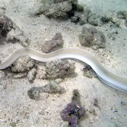 Brummer's Moray, photo 9