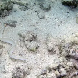 Brummer's Moray, photo 10