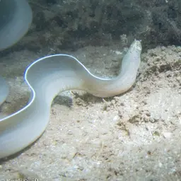 Brummer's Moray, photo 11