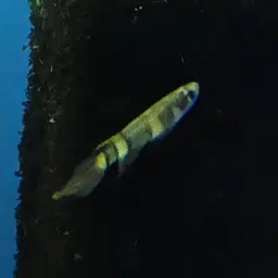 Rocket Panchax, photo 5