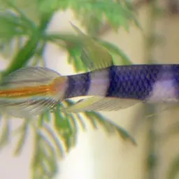 Rocket Panchax, photo 8