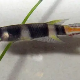Rocket Panchax, photo 9