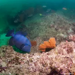 Blunthead Triggerfish