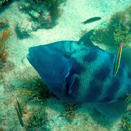 Blunthead Triggerfish, photo 2