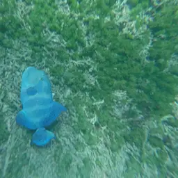 Blunthead Triggerfish, photo 3