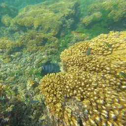 Blunthead Triggerfish, photo 4