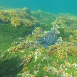 Blunthead Triggerfish, photo 5