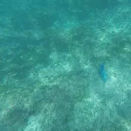 Blunthead Triggerfish, photo 6