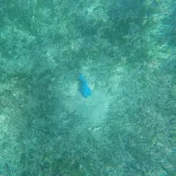Blunthead Triggerfish, photo 7