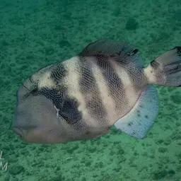 Blunthead Triggerfish, photo 8