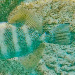Blunthead Triggerfish, photo 9