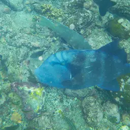 Blunthead Triggerfish, photo 10