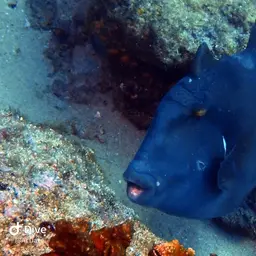 Blunthead Triggerfish, photo 11