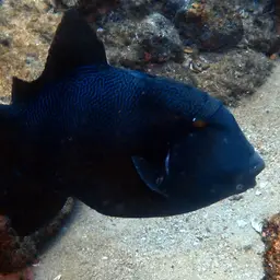Blunthead Triggerfish, photo 12