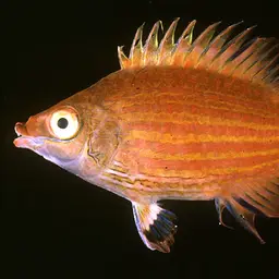 Pelvic-spot Wrasse