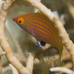 Pelvic-spot Wrasse, photo 2