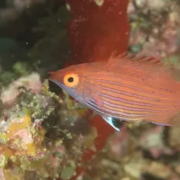 Pelvic-spot Wrasse, photo 3