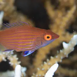 Pelvic-spot Wrasse, photo 4