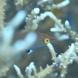 Pelvic-spot Wrasse, photo 5