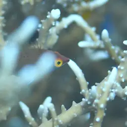 Pelvic-spot Wrasse, photo 6