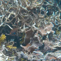 Pelvic-spot Wrasse, photo 7
