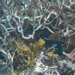 Pelvic-spot Wrasse, photo 8