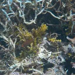 Pelvic-spot Wrasse, photo 9