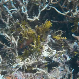 Pelvic-spot Wrasse, photo 10