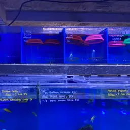 Pelvic-spot Wrasse, photo 11