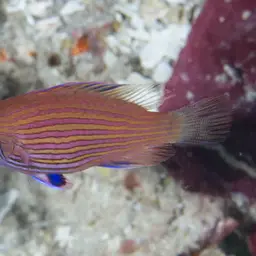Pelvic-spot Wrasse, photo 12