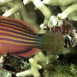 Six-line Wrasse