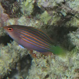 Six-line Wrasse, photo 2