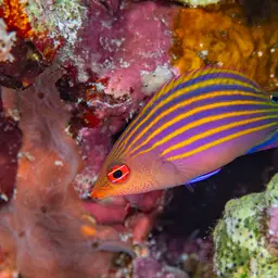 Six-line Wrasse, photo 3