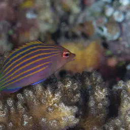 Six-line Wrasse, photo 4