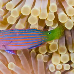 Six-line Wrasse, photo 5