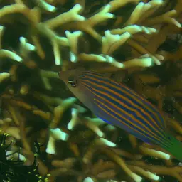 Six-line Wrasse, photo 6